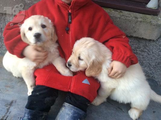 Όμορφα Golden Retriever κουτάβια